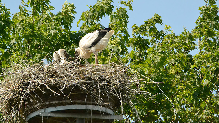 Storch2019