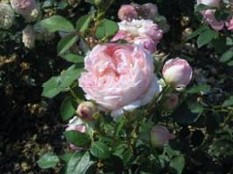 Rose Landfrau